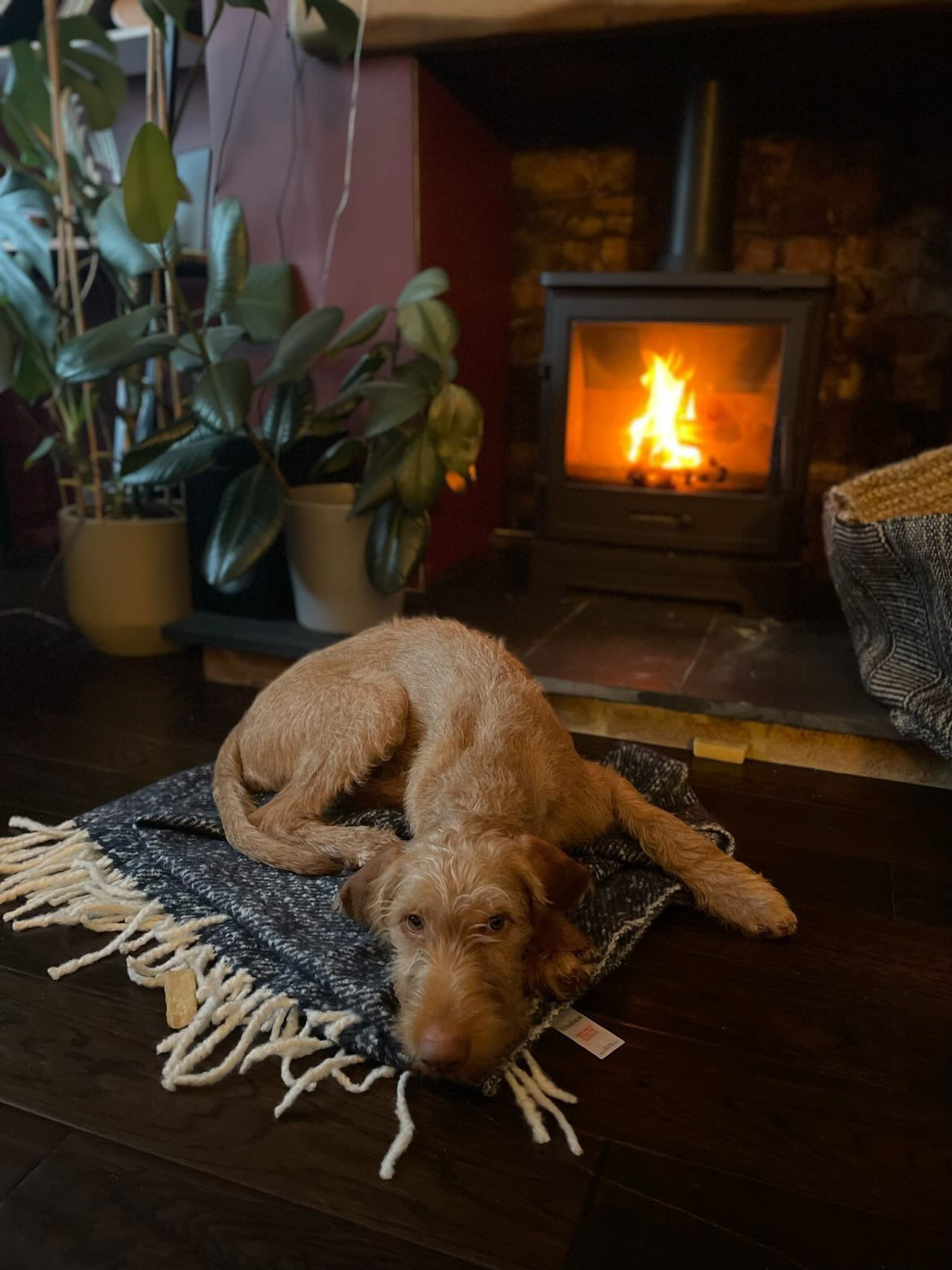 dog infront of log burner with briquettes